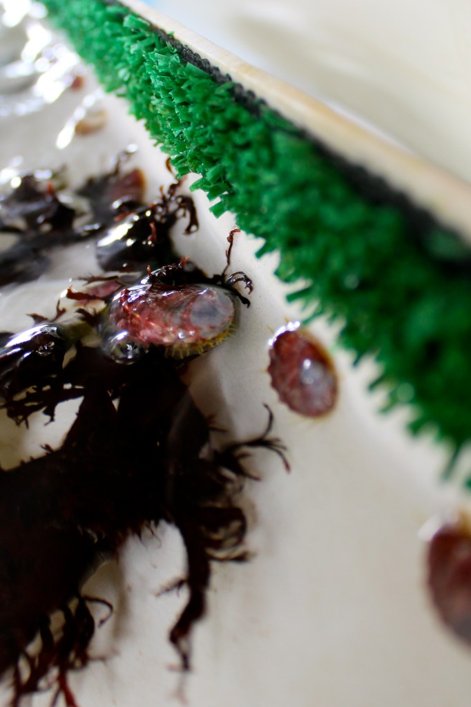 Juvenile abalone in a culturing trough. one abalone in the center is crawling on red algae, part of the early diet