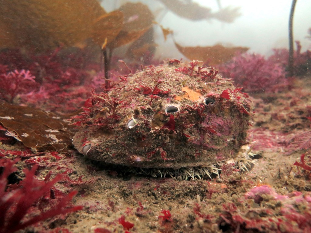 A wild white abalone in the ocean. The shell is covered in natural epibiont growth and is supporting by red algae and kelp.